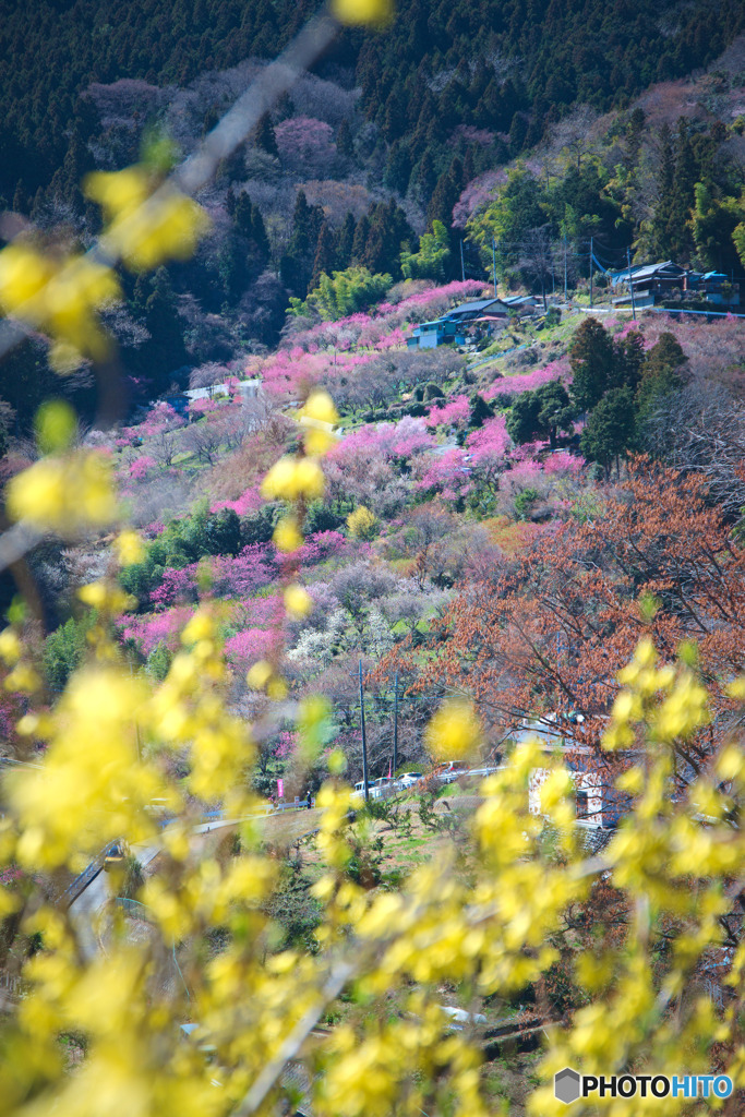 花桃の郷