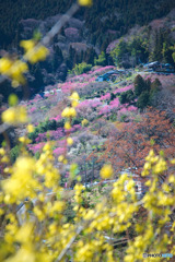 花桃の郷