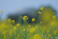 東大久保菜の花フェスタ