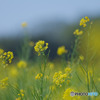 東大久保菜の花フェスタ