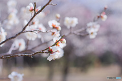 つぼみ