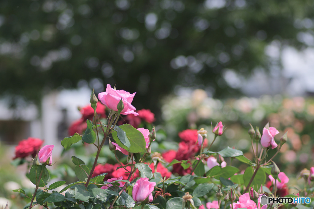 植木内公園