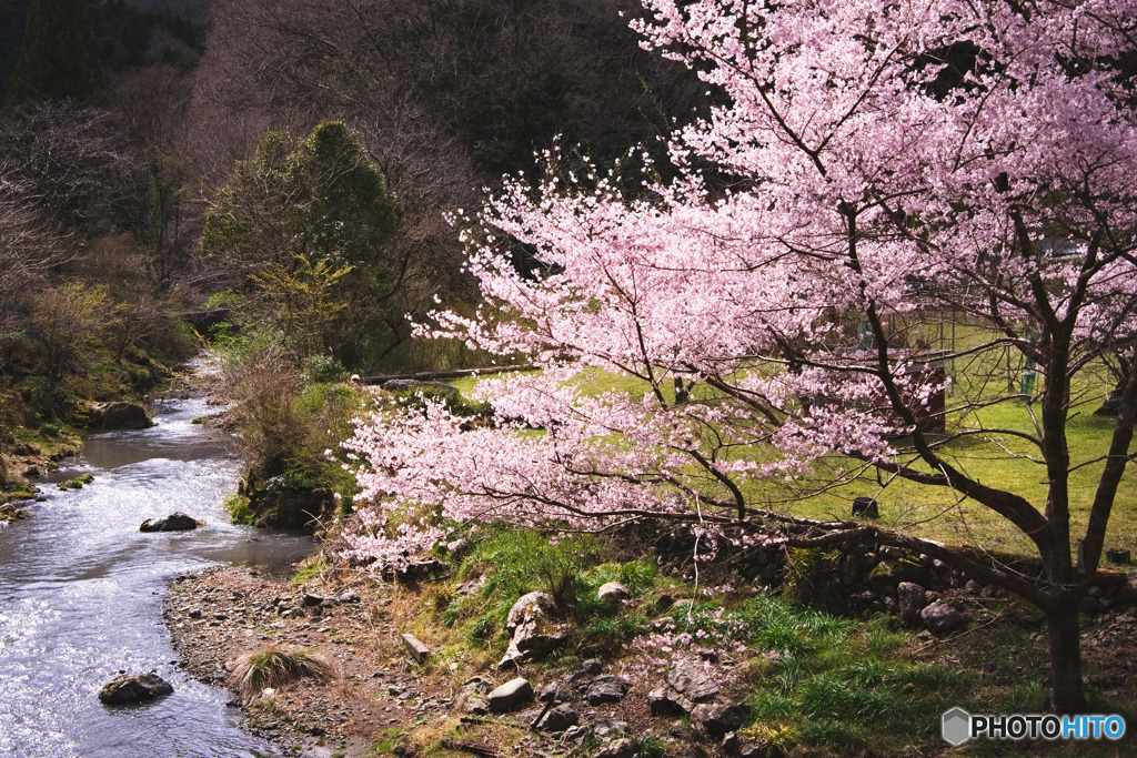中藤川中郷の一本桜