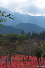 深山の花園