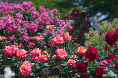 伊奈町制施行記念公園