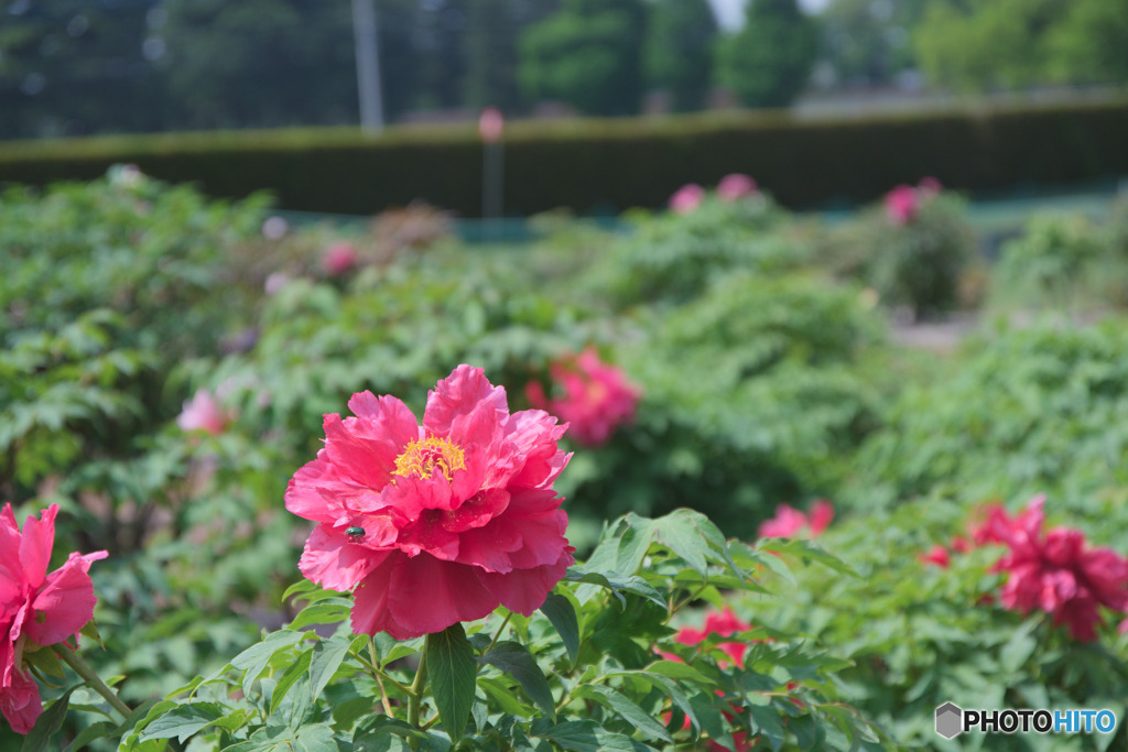 新座市総合運動公園