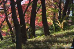 殿ヶ谷戸庭園