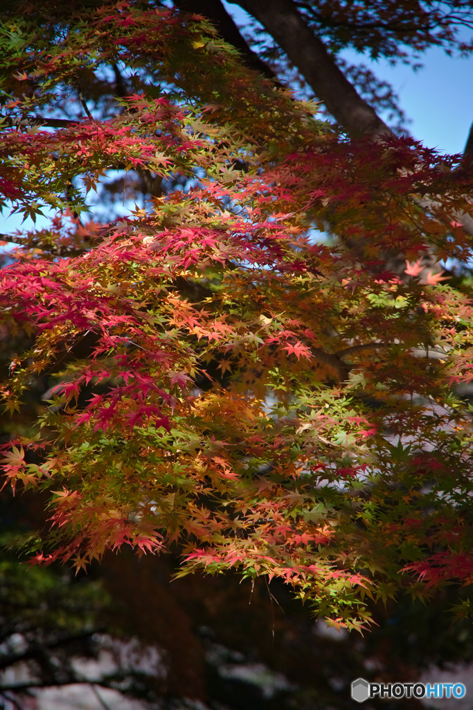 紅葉