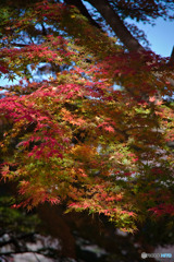 紅葉
