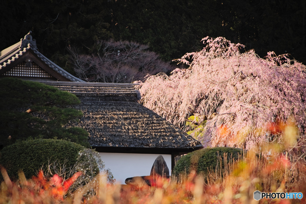 枝垂れ桜の寺