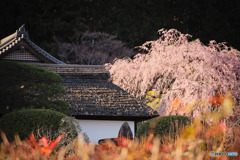 枝垂れ桜の寺
