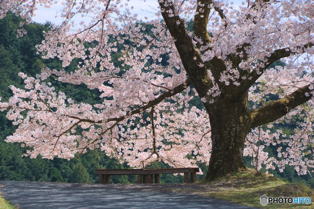 八徳の一本桜