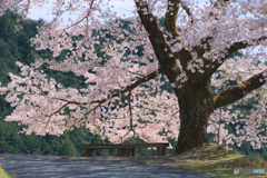 八徳の一本桜