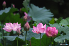 滝の城址公園