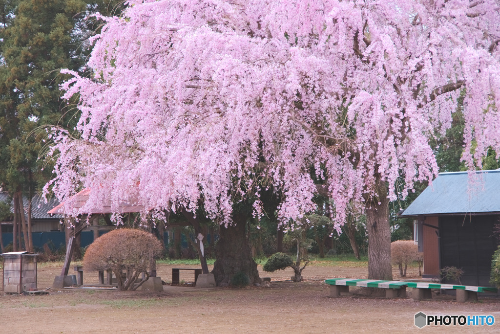 石戸宿しだれ桜