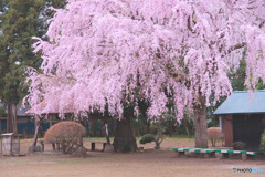 石戸宿しだれ桜