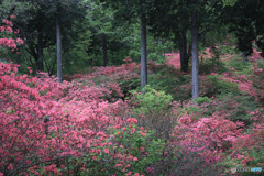 二本木峠