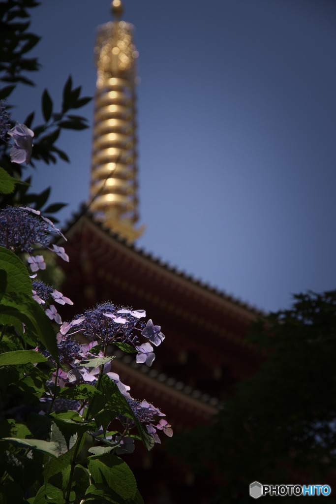 紫陽花の寺