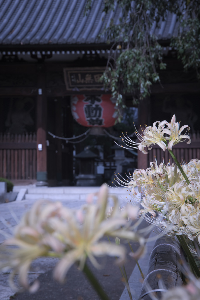 白彼岸花の寺