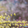 城山かたくりの里