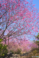 安州寺の桜