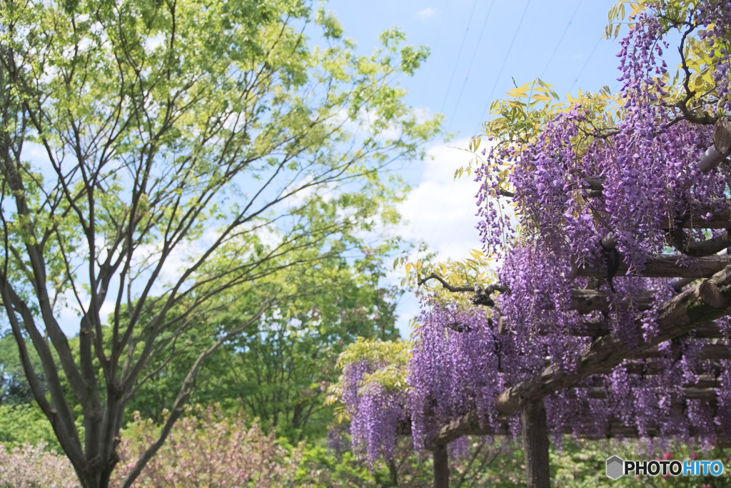 町田ぼたん園