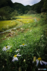 里山探訪
