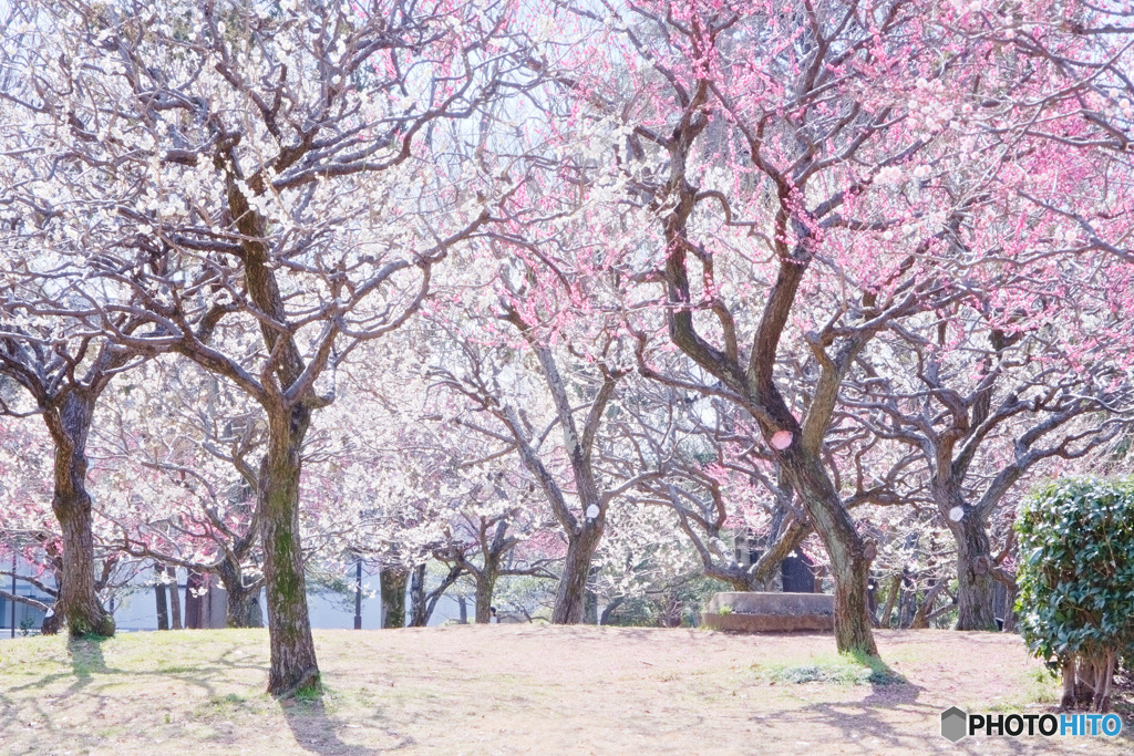 府中の森公園