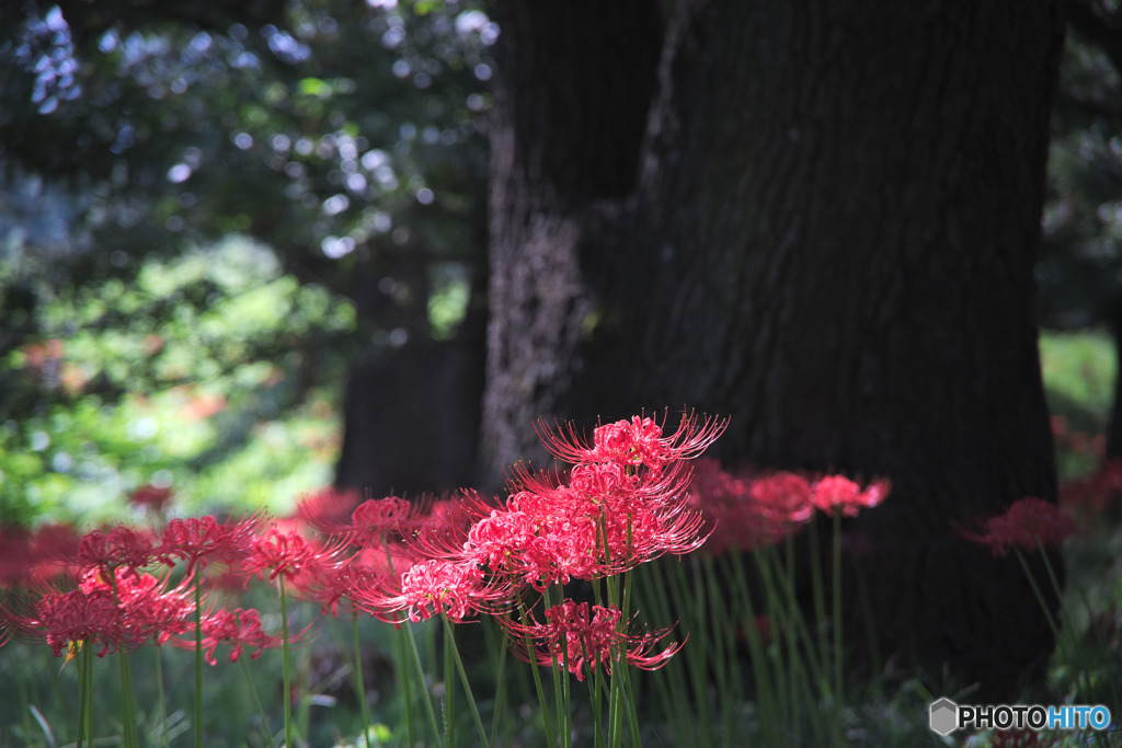 川越水上公園の彼岸花
