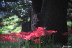 川越水上公園の彼岸花