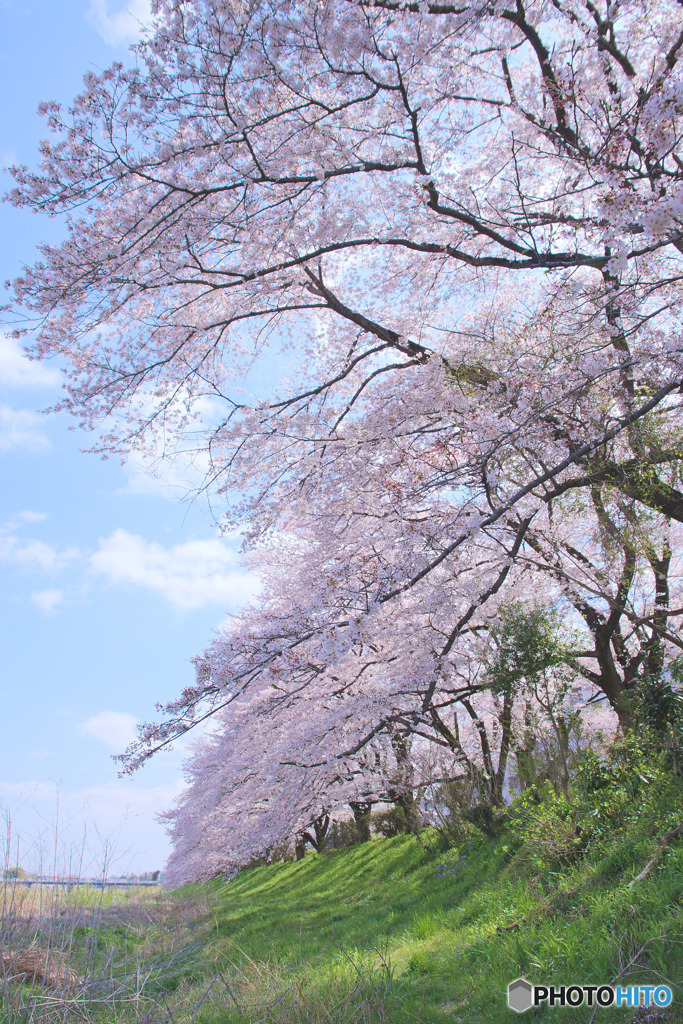 入間リバーサイドの桜並木