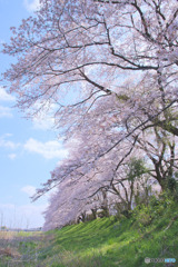入間リバーサイドの桜並木