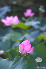 所沢航空記念公園