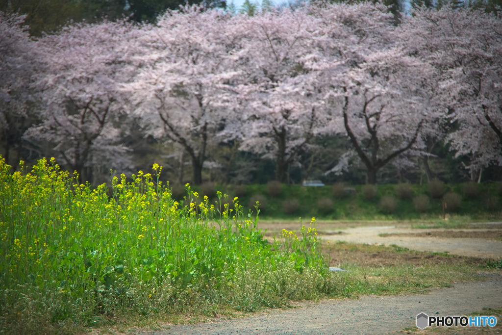 巾着田の春