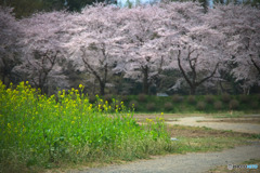 巾着田の春