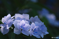 相模原麻溝公園