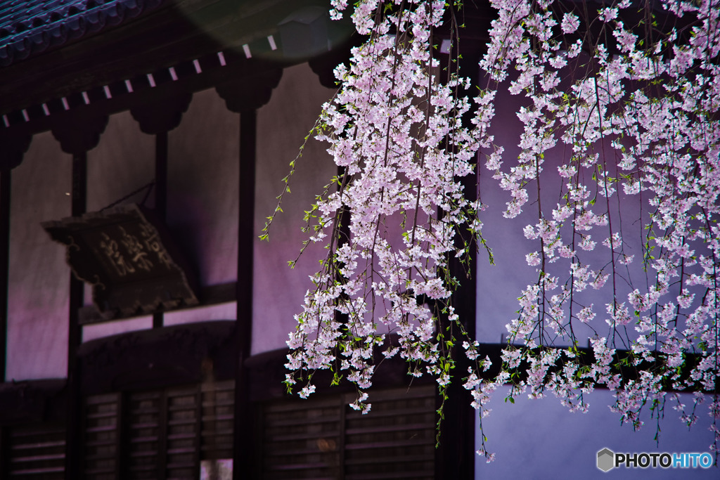 枝先