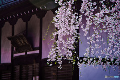 枝先