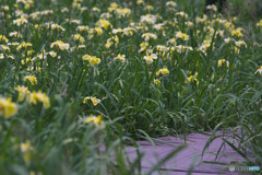 千貫樋水郷公園
