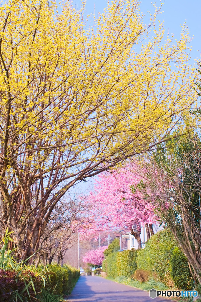 サンシュユと河津桜