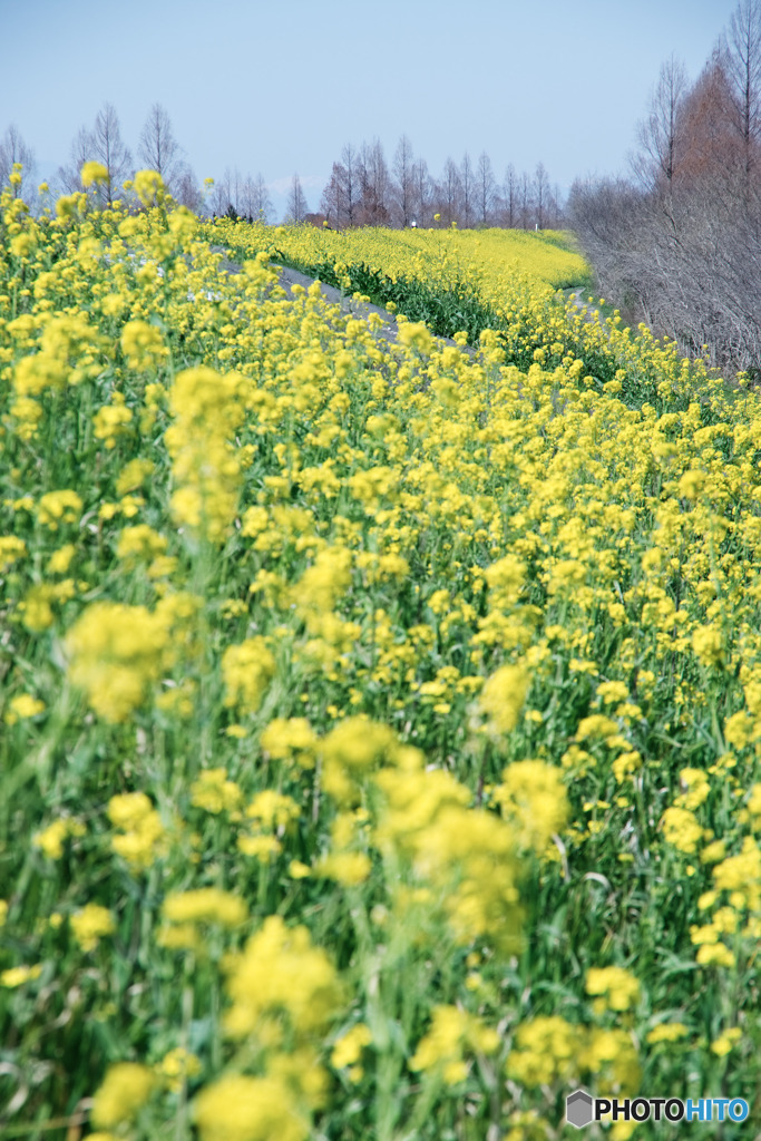 入間大橋菜の花ロード