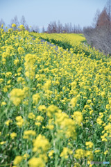 入間大橋菜の花ロード