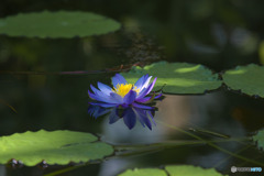 神代植物公園