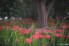 大木島自然公園