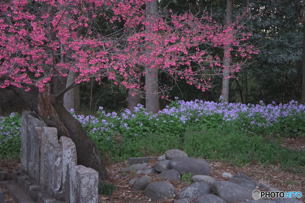 寒緋桜？