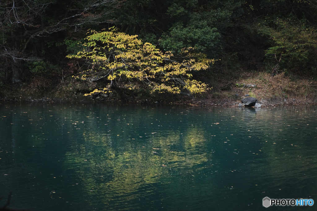 湖畔の黃葉