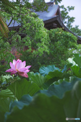 善長寺