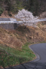 林道梨子ノ木線の一本桜