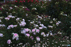 野津田公園