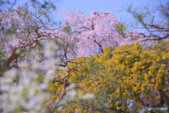 中院